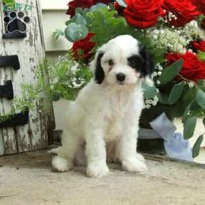 Dolly, Cavapoo Puppy