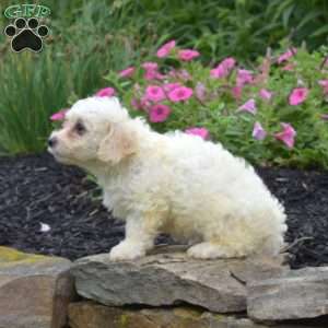 Dolly, Bich-Poo Puppy