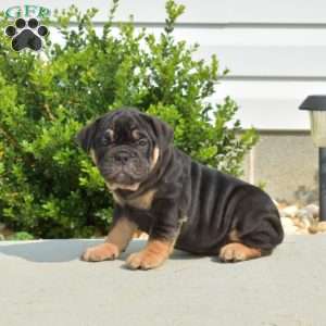 Dolly, Olde English Bulldogge Puppy