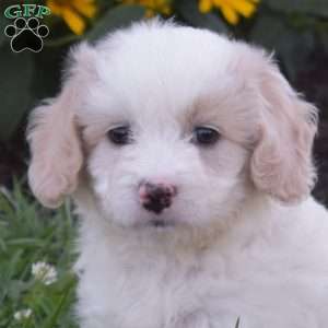 Dolly, Mini Goldendoodle Puppy