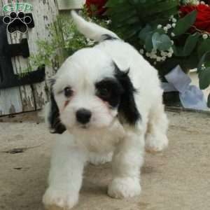 Dolly, Cavapoo Puppy