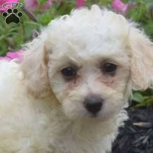 Dolly, Bich-Poo Puppy