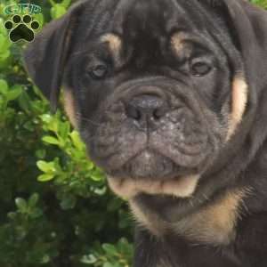 Dolly, Olde English Bulldogge Puppy