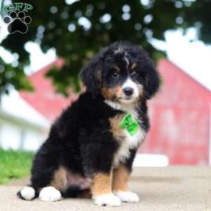 Domino, Mini Bernedoodle Puppy