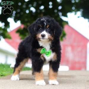 Domino, Mini Bernedoodle Puppy