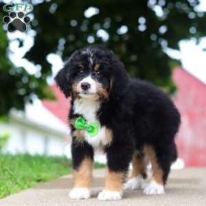 Domino, Mini Bernedoodle Puppy