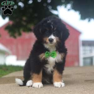 Domino, Mini Bernedoodle Puppy