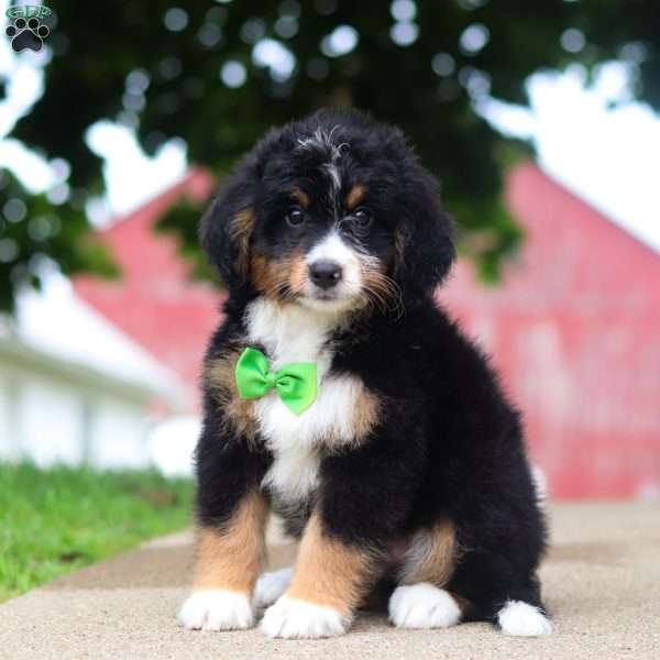 Domino, Mini Bernedoodle Puppy