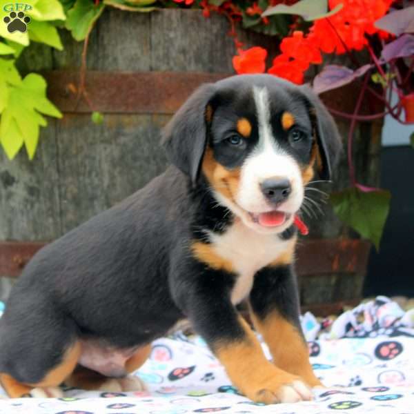 Donald, Greater Swiss Mountain Dog Puppy