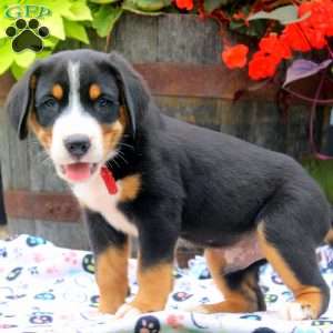 Donald, Greater Swiss Mountain Dog Puppy