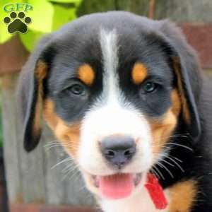 Donald, Greater Swiss Mountain Dog Puppy