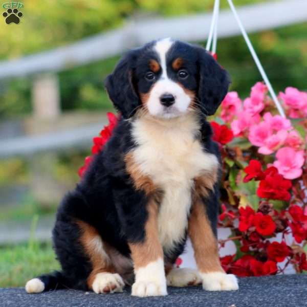 Donna, Bernedoodle Puppy