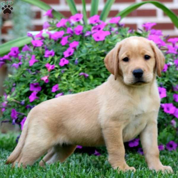 Donna, Fox Red Labrador Retriever Puppy