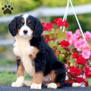 Donna, Bernedoodle Puppy