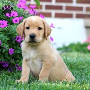 Donna, Fox Red Labrador Retriever Puppy
