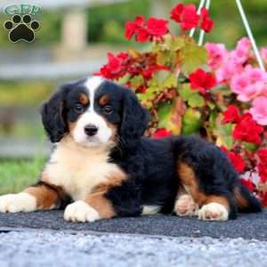 Donna, Bernedoodle Puppy
