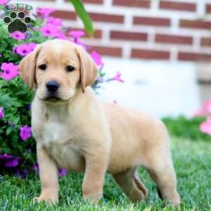 Donna, Fox Red Labrador Retriever Puppy