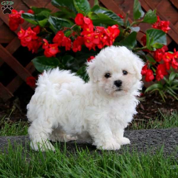 Donnie, Bichon Frise Puppy