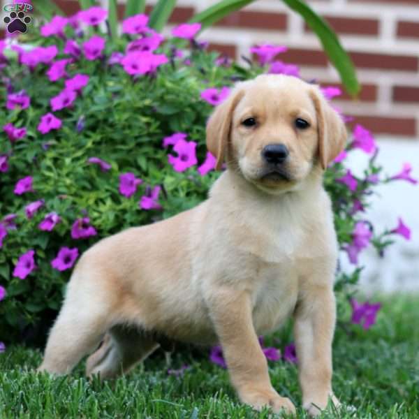 Donnie, Fox Red Labrador Retriever Puppy
