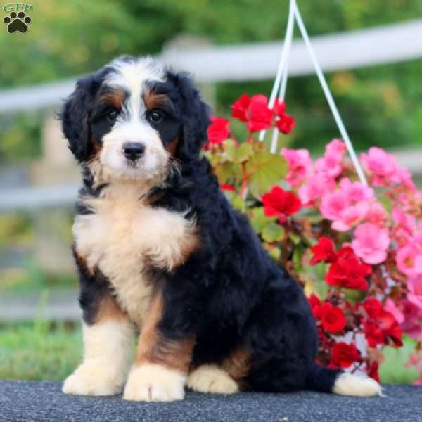 Donnie, Bernedoodle Puppy