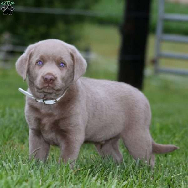 Donnie, Silver Labrador Retriever Puppy