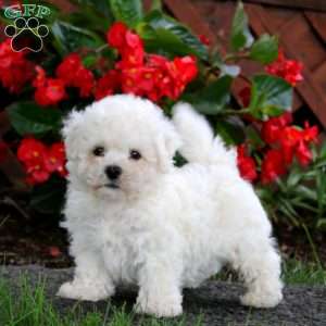 Donnie, Bichon Frise Puppy