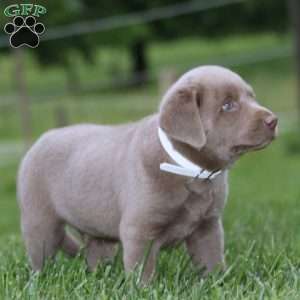 Donnie, Silver Labrador Retriever Puppy