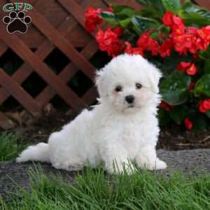 Donnie, Bichon Frise Puppy