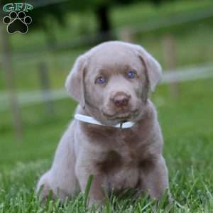 Donnie, Silver Labrador Retriever Puppy