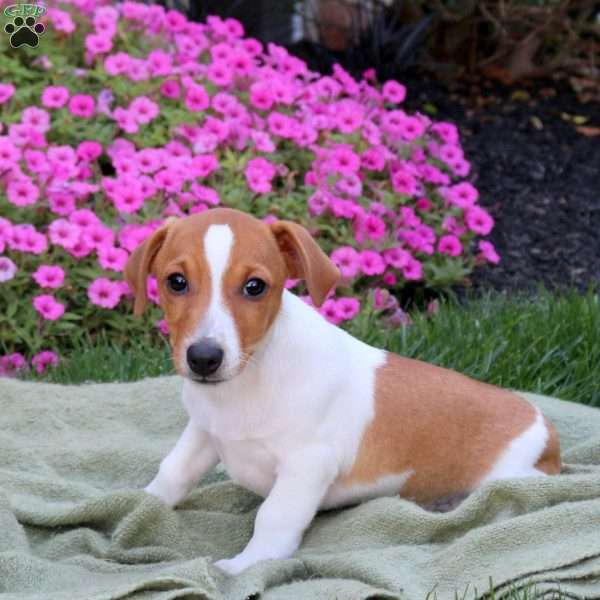 Donovan, Jack Russell Terrier Puppy
