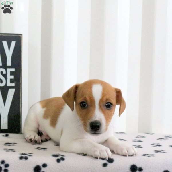 Donovan, Jack Russell Terrier Puppy