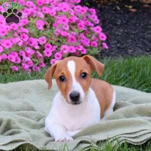 Donovan, Jack Russell Terrier Puppy