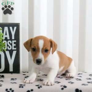 Donovan, Jack Russell Terrier Puppy