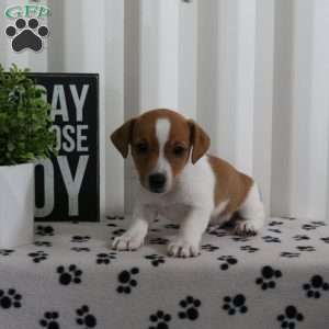 Donovan, Jack Russell Terrier Puppy