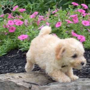 Doodle, Bich-Poo Puppy