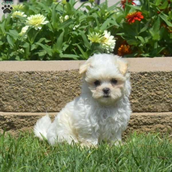 Doris, Maltese Puppy