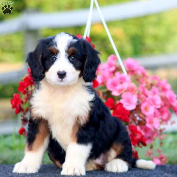 Doris, Bernedoodle Puppy