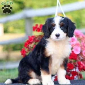 Doris, Bernedoodle Puppy