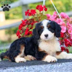 Doris, Bernedoodle Puppy