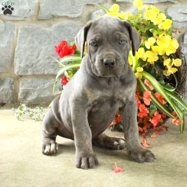 Dottie, Cane Corso Puppy