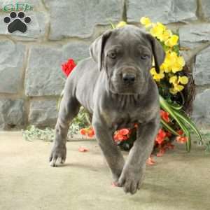 Dottie, Cane Corso Puppy