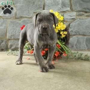 Dottie, Cane Corso Puppy