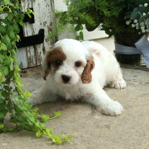 Dove, Cavapoo Puppy