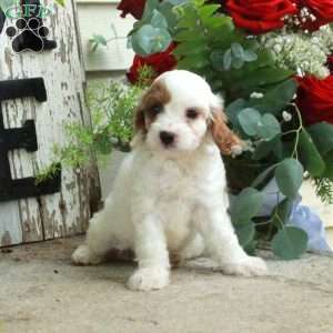 Dove, Cavapoo Puppy