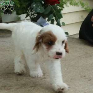 Dove, Cavapoo Puppy