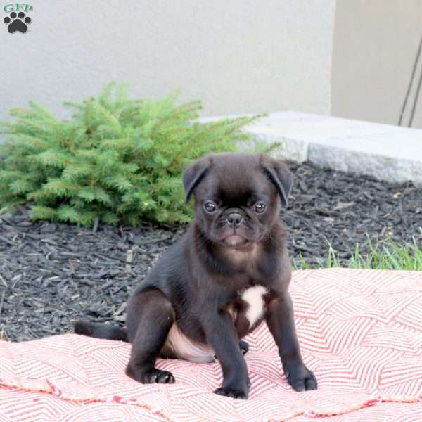 Drake, Pug Puppy