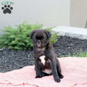 Drake, Pug Puppy