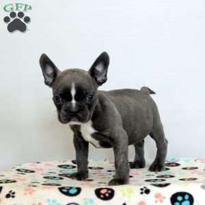 Drake, Frenchton Puppy