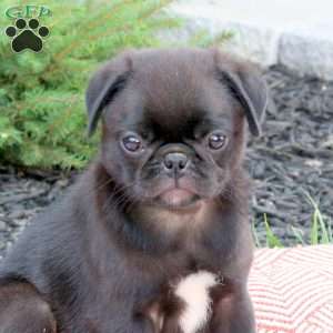 Drake, Pug Puppy