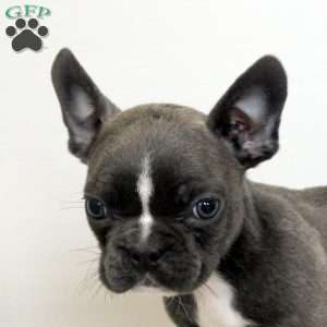 Drake, Frenchton Puppy